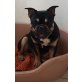 Französische Bulldogge - Rüde