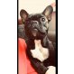 Französische Bulldogge - Rüde