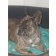 Französische Bulldogge - Rüde