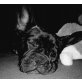 Französische Bulldogge - Rüde