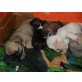 Französische Bulldogge - Rüde