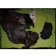 Französische Bulldogge - Rüde