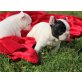 Französische Bulldogge Welpen, Französische Bulldogge - Rüde