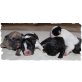 Französische Bulldogge Welpen - Hündin
