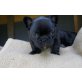 Französische Bulldogge Welpen - Hündin