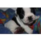 Französische Bulldogge Welpen - Hündin