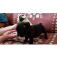 Französische Bulldogge Welpen - Hündin