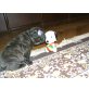 Französische Bulldogge Welpen - Hündin