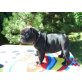 Französische Bulldogge Welpen - Hündin