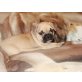Französische Bulldogge Welpen - Hündin