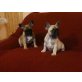 Französische Bulldogge Welpen - Hündin