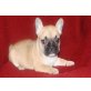 Französische Bulldogge Welpen - Hündin