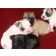 Französische Bulldogge Welpen - Hündin