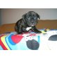 Französische Bulldogge Welpen - Hündin