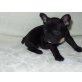 Französische Bulldogge Welpen - Hündin