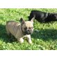 Französische Bulldogge Welpen - Hündin