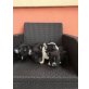 Französische Bulldogge Welpen - Hündin