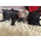 Französische Bulldogge Welpen - Hündin