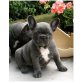 Französische Bulldogge Welpen - Hündin