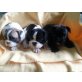 Französische Bulldogge Welpen - Hündin