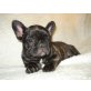 Französische Bulldogge Welpen - Hündin