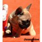 Französische Bulldogge Welpen - Hündin