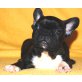 Französische Bulldogge Welpen - Hündin