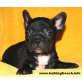 Französische Bulldogge Welpen - Hündin