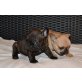 Französische Bulldogge Welpen - Hündin