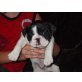 Französische Bulldogge Welpen - Hündin