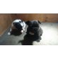 Französische Bulldogge Welpen - Hündin