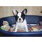 Französische Bulldogge Welpen - Hündin