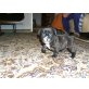 Französische Bulldogge Welpen - Hündin