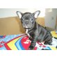 Französische Bulldogge Welpen - Hündin