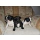 Französische Bulldogge Welpen - Hündin