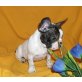 Französische Bulldogge Welpen - Hündin