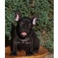 Französische Bulldogge Welpen - Hündin