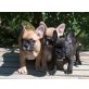 Französische Bulldogge Welpen - Hündin