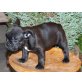 Französische Bulldogge Welpen - Hündin