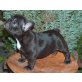 Französische Bulldogge Welpen - Hündin