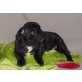 Französische Bulldogge Welpen - Hündin