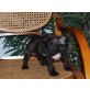 Französische Bulldogge Welpen - Hündin