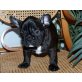 Französische Bulldogge Welpen - Hündin