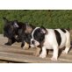 Französische Bulldogge Welpen - Hündin