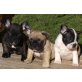 Französische Bulldogge Welpen - Hündin