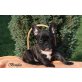 Französische Bulldogge Welpen - Hündin