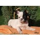 Französische Bulldogge Welpen - Hündin