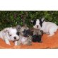 Französische Bulldogge Welpen - Hündin