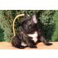 Französische Bulldogge Welpen - Hündin