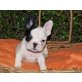Französische Bulldogge Welpen - Hündin